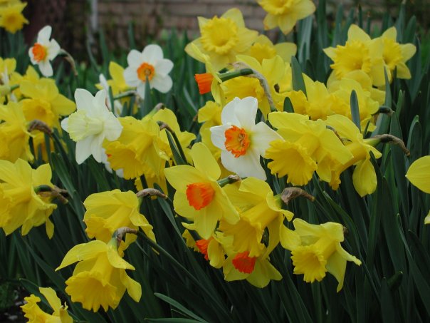 Daffs