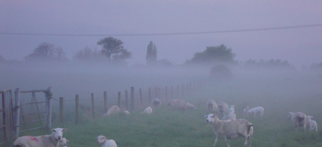 Sheep in a foggy field