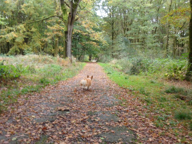 An corgi without a tail is undeniably cute.