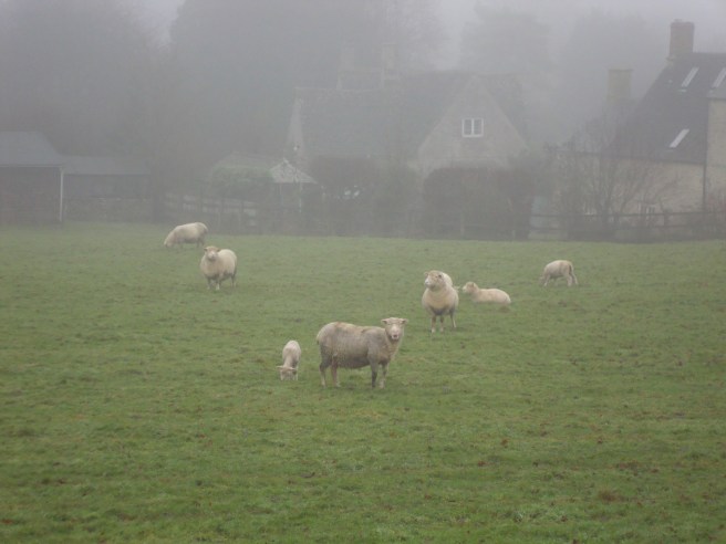 The Cotswolds grew wealthy on the wool industry, so we must always include a photo of sheep.