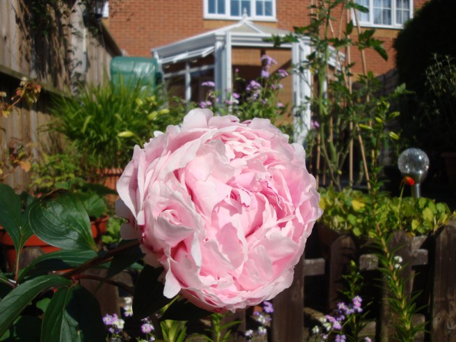 Happy flowers thanks to horsey fertilizer.