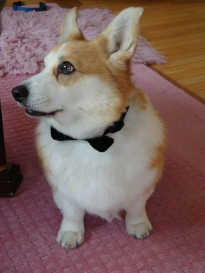 945539_10151612126104483_1559498345_n